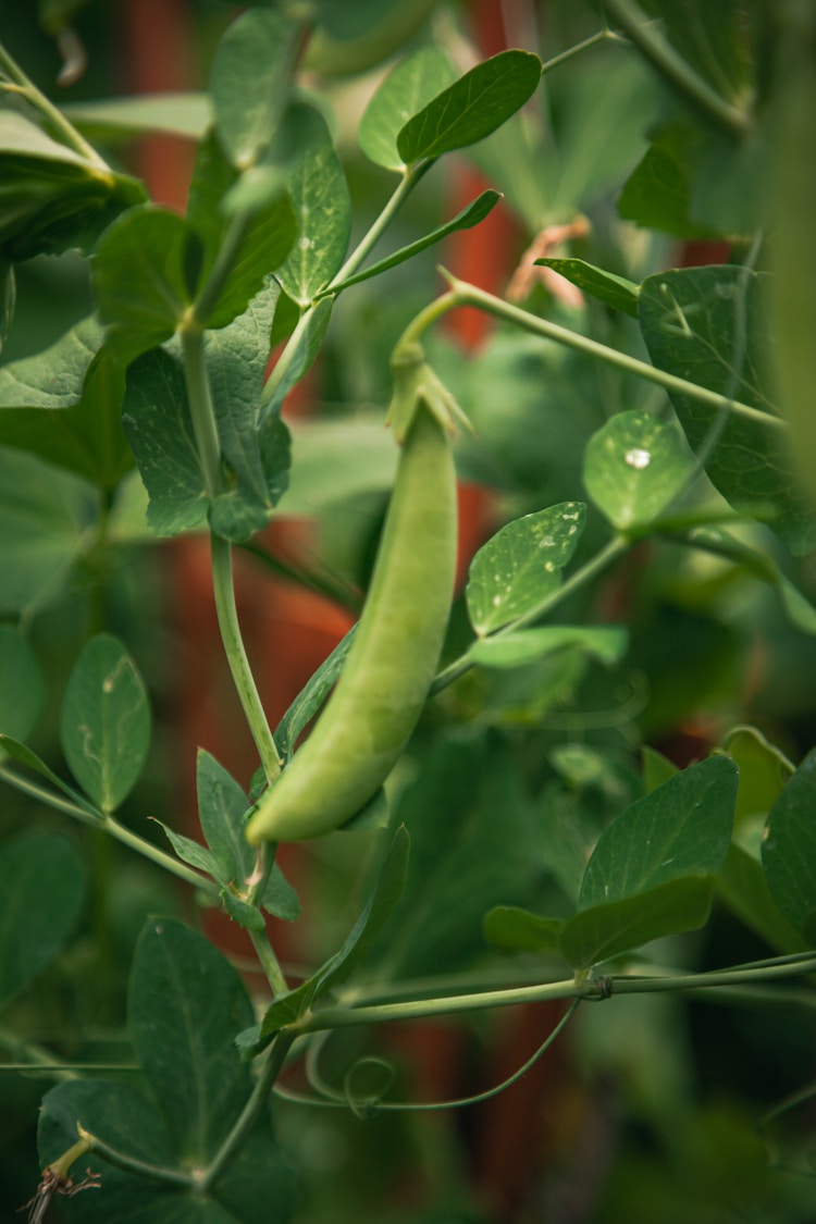 豌豆生长时间多久,豌豆种植时间和方法