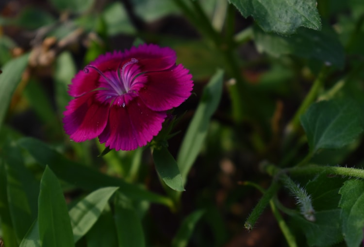 石竹梅的花期,石竹梅苗