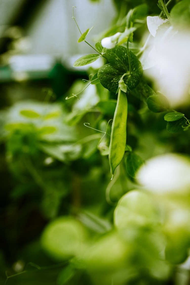 豌豆生长时间多久,豌豆种植时间和方法