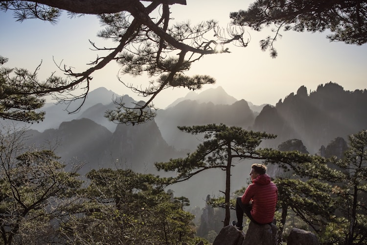 四米油松,3米的油松多少钱