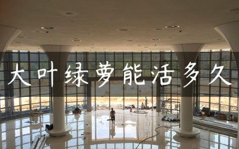 大叶绿萝能活多久