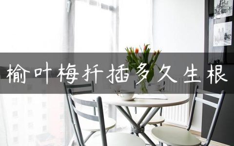 榆叶梅扦插多久生根