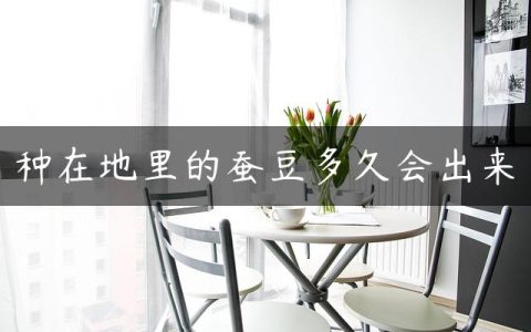 种在地里的蚕豆多久会出来