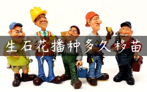生石花播种多久移苗