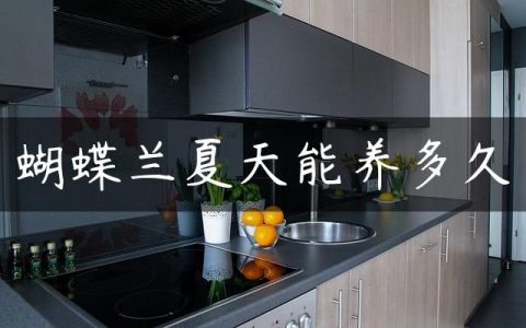 蝴蝶兰夏天能养多久