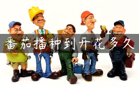 番茄播种到开花多久