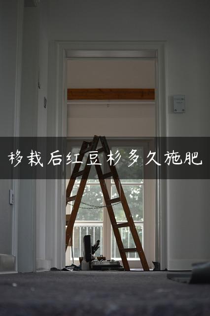 移栽后红豆杉多久施肥