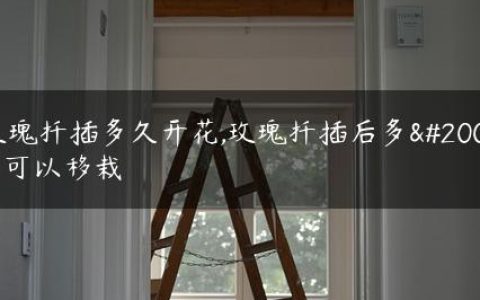 玫瑰扦插多久开花,玫瑰扦插后多久可以移栽