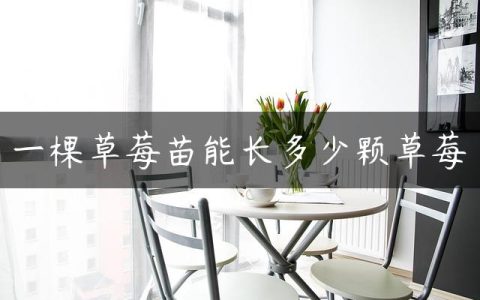 一棵草莓苗能长多少颗草莓