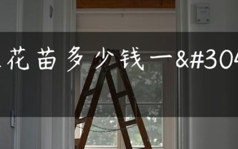 兰花苗多少钱一盆