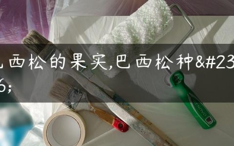 巴西松的果实,巴西松种子