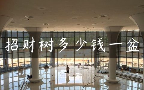 招财树多少钱一盆